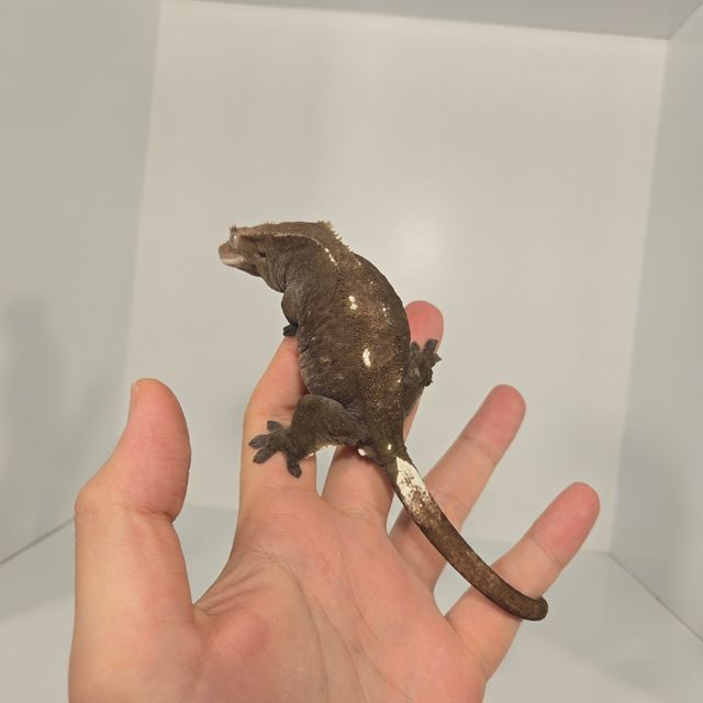 아잔틱