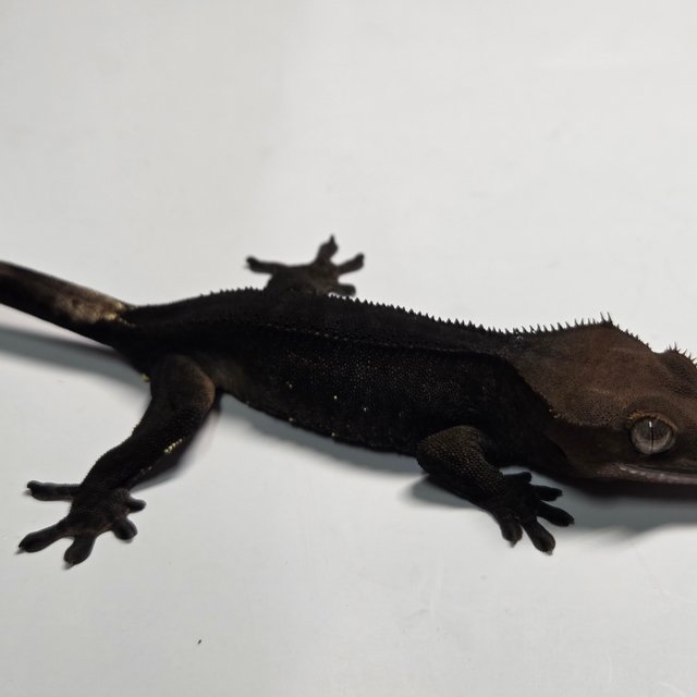 챠콜 팬텀 카푸치노