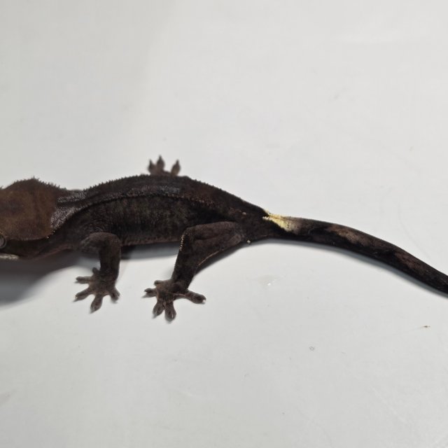 챠콜 팬텀 카푸치노