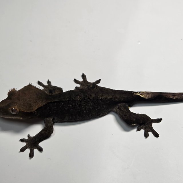 챠콜 팬텀 카푸치노