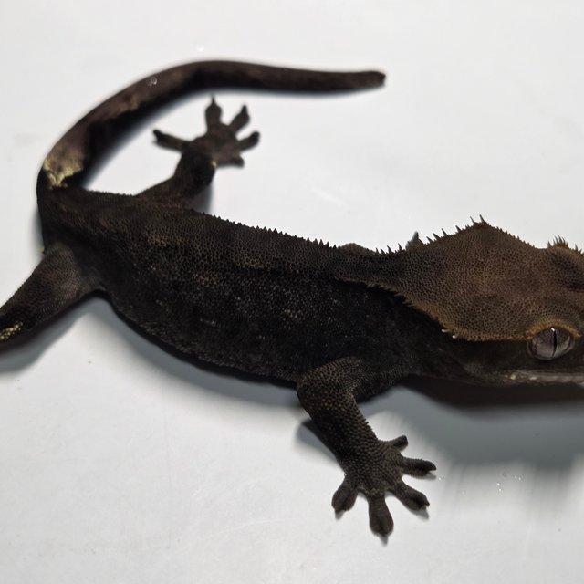 챠콜 팬텀 카푸치노