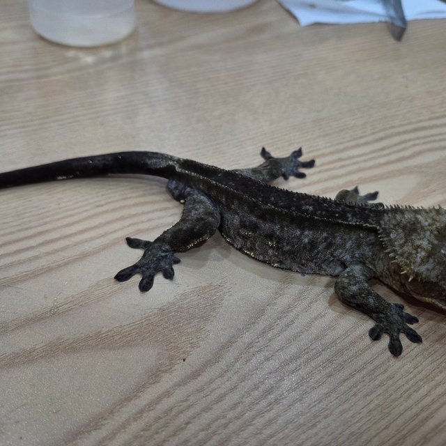 아잔틱 팬텀 슈퍼스트라이프