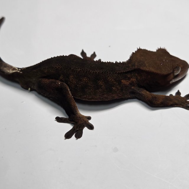 챠콜 팬텀 카푸치노