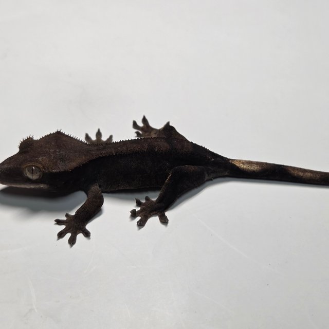 챠콜 팬텀 카푸치노