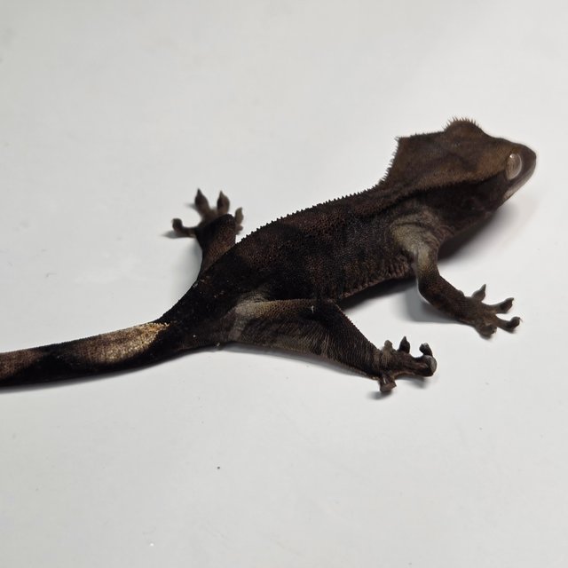 챠콜 팬텀 카푸치노