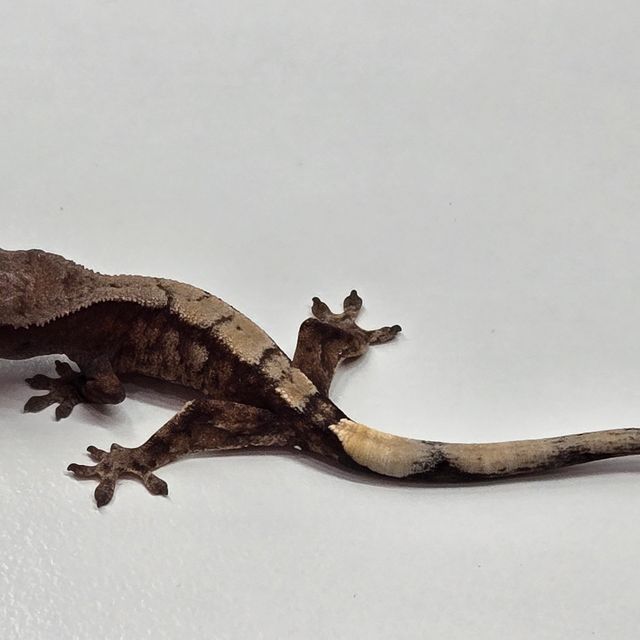세이블