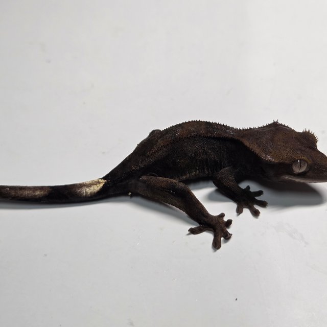 챠콜 팬텀 카푸치노