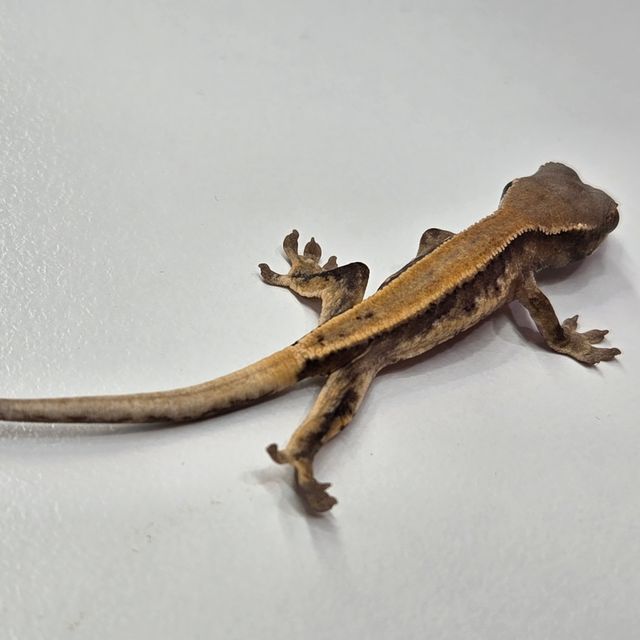 릴리 세이블