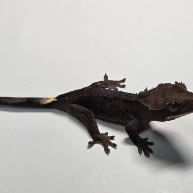 챠콜 팬텀 카푸치노