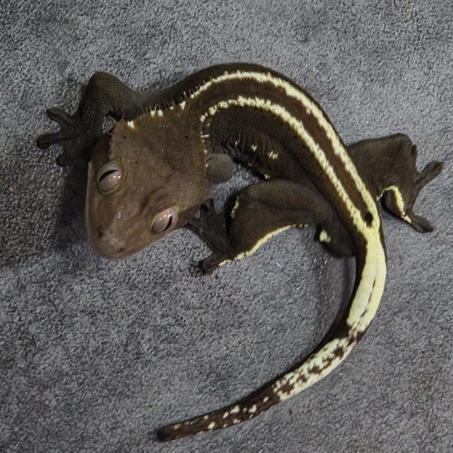 아잔틱 슈퍼스트라이프 엠티백 풀핀