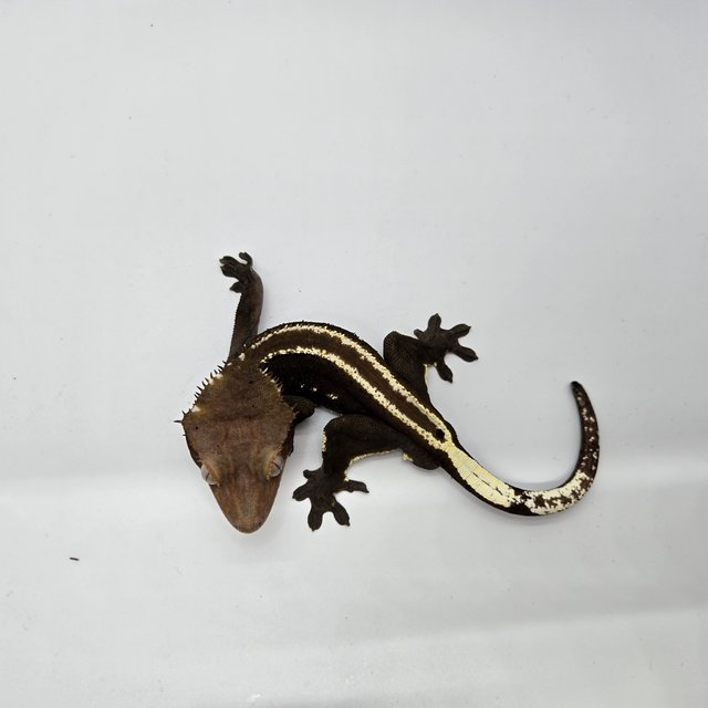 아잔틱 풀핀 슈퍼스트라이프 엠티백