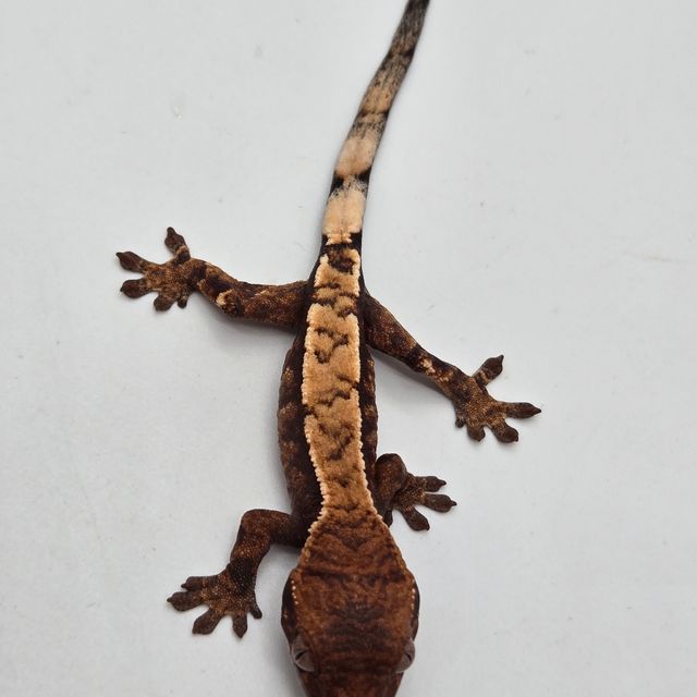 세이블