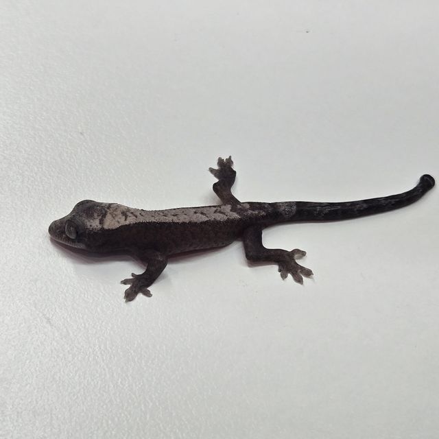 루왁