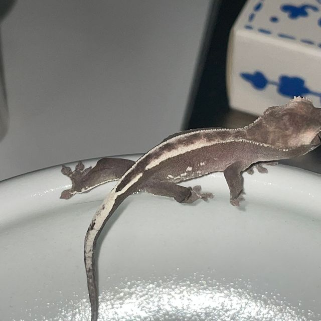 아잔틱