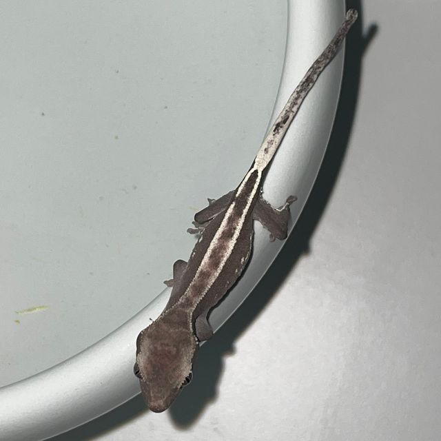 아잔틱