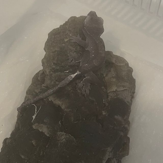 아잔틱
