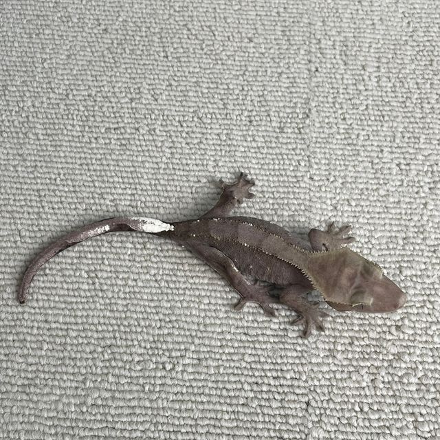아잔틱