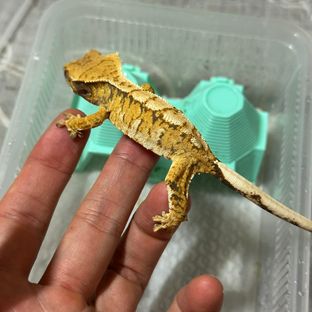 트라이