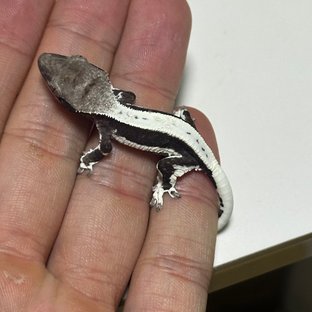 릴잔틱 솔리드백