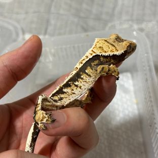 트라이