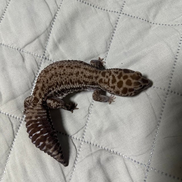 화이트아웃 패턴리스 오레오