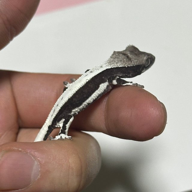 릴잔틱 솔리드백