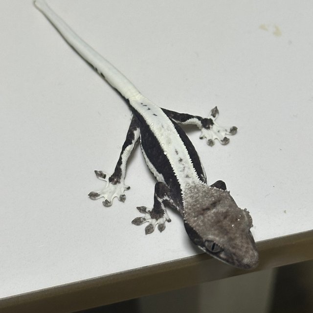 릴잔틱 솔리드백