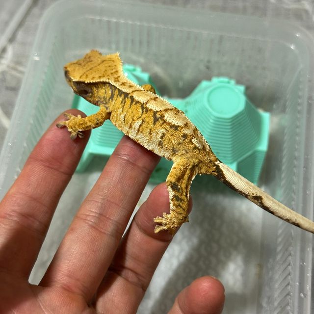 트라이