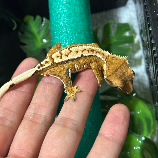트라이