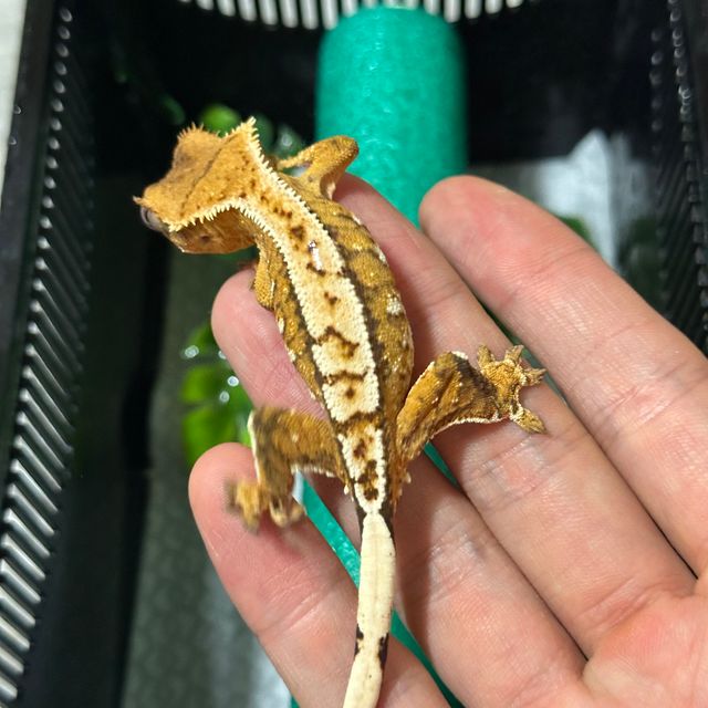 트라이