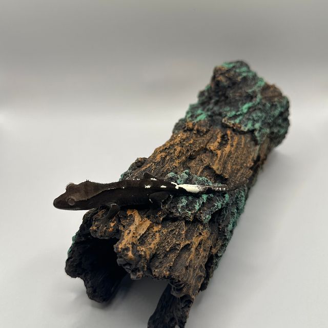 아잔틱