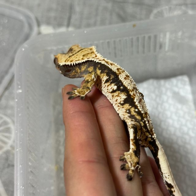 트라이