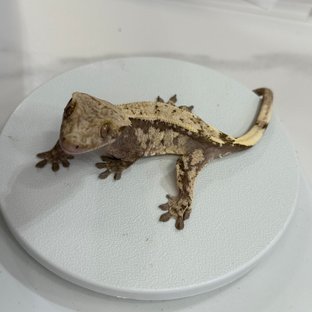 세이블