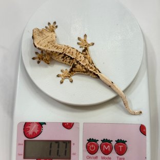 바브 트라이 익스트림할리퀸