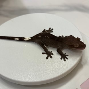 아잔틱