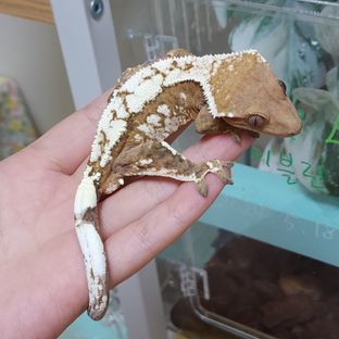 세이블 크림 크림시클