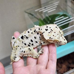 오달