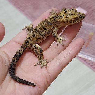 슈퍼달마시안