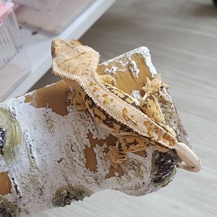 노멀 트라이 쿼드 화이트