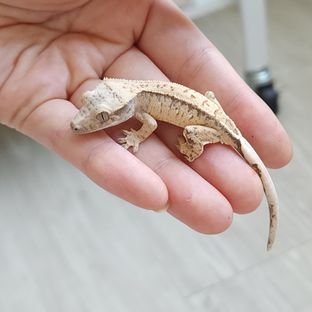 노멀 드리피 화이트스팟
