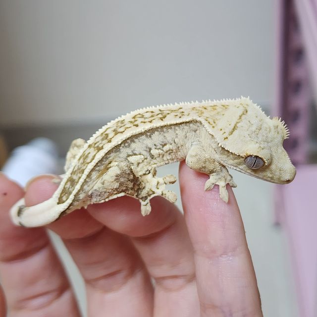 크림 옐로우 엠티백 풀핀
