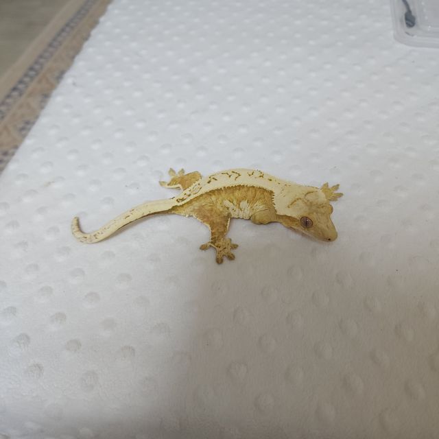 노멀 크림시클