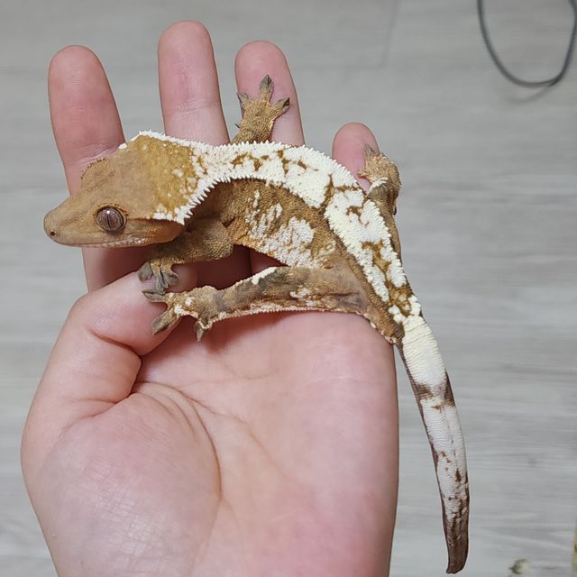 세이블 크림 크림시클