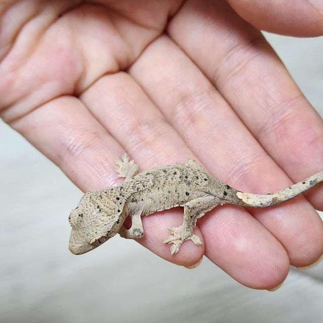 슈퍼달마시안
