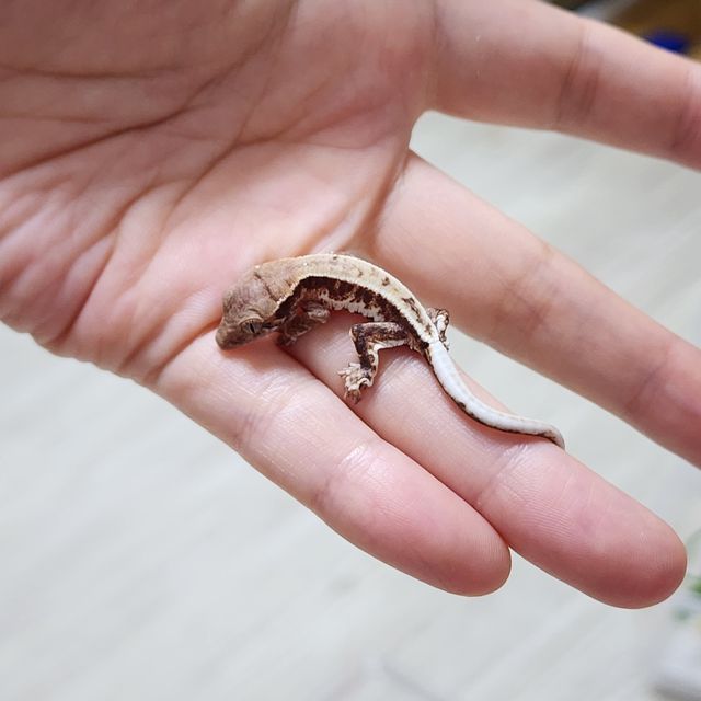 프라푸치노