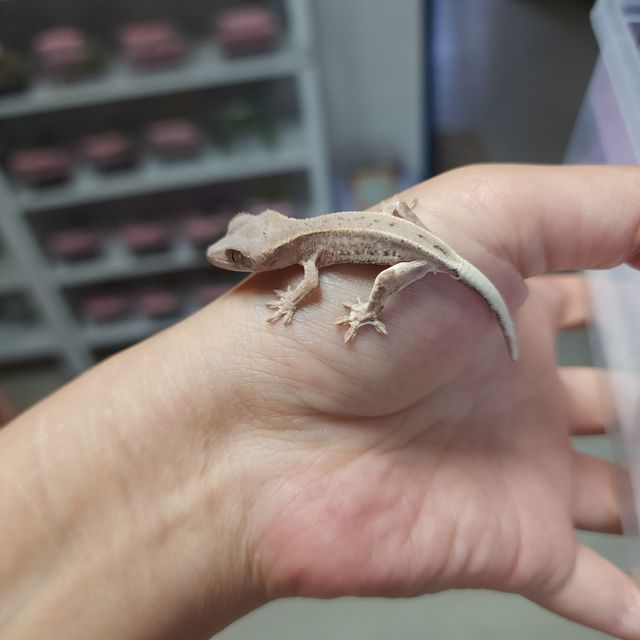 프라푸치노