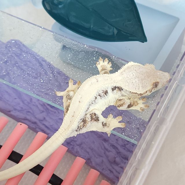 릴리화이트 레이지 판다