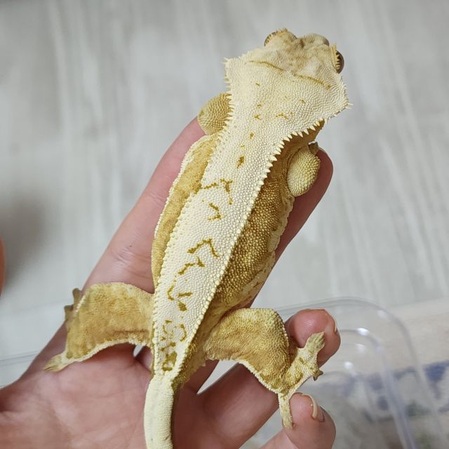 노멀 크림시클