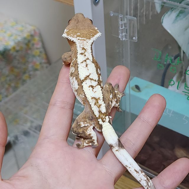 세이블 크림 크림시클