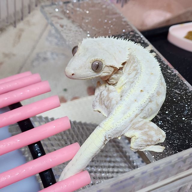 릴리화이트 크림